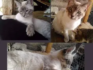 Gato raça SDR idade 2 a 6 meses nome Fofão