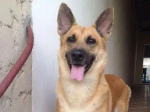 Cachorro raça pastor alemão idade 6 ou mais anos nome Nick