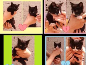 Gato raça SRD idade 2 a 6 meses nome Gatinhos