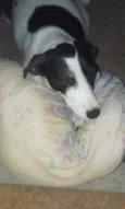 Nina