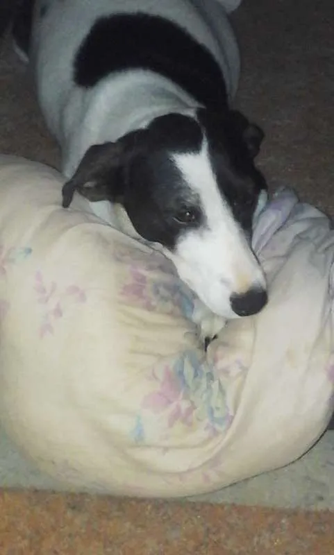 Cachorro raça  idade 5 anos nome Nina