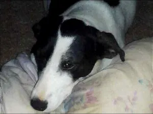 Cachorro raça  idade 5 anos nome Nina