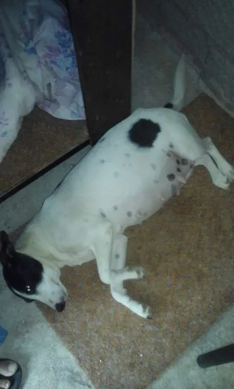Cachorro raça  idade 5 anos nome Nina