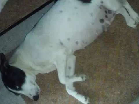 Cachorro raça  idade 5 anos nome Nina