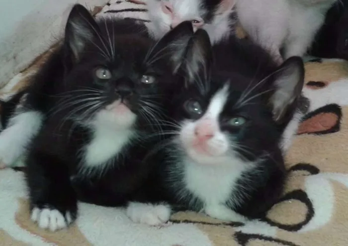Gato raça SRD idade Abaixo de 2 meses nome Sem nome