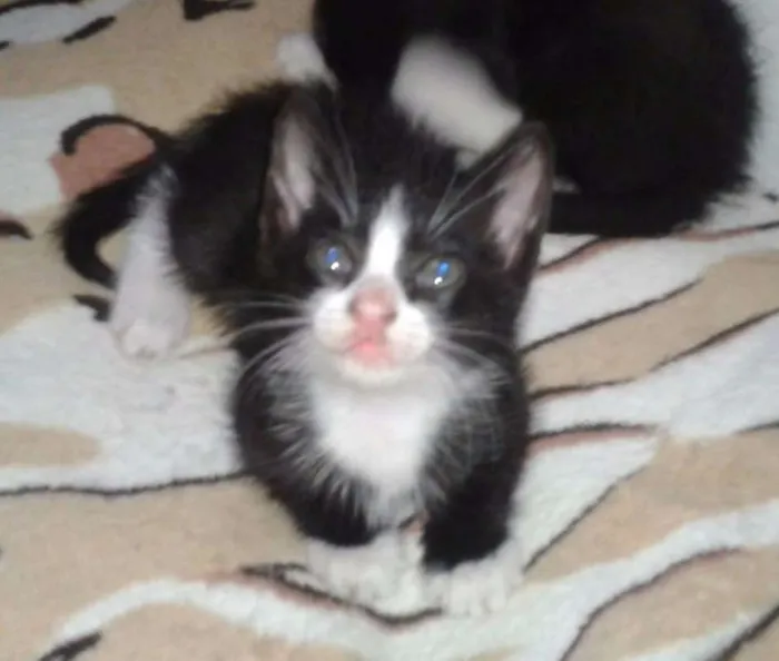 Gato raça SRD idade Abaixo de 2 meses nome Sem nome