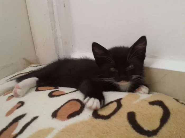 Gato raça SRD idade Abaixo de 2 meses nome Sem nome