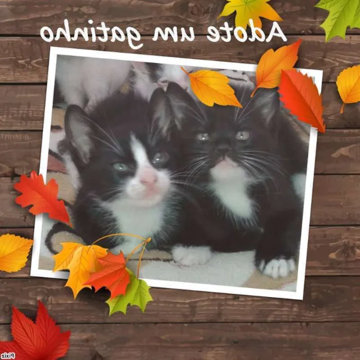 Gato raça SRD idade Abaixo de 2 meses nome Sem nome