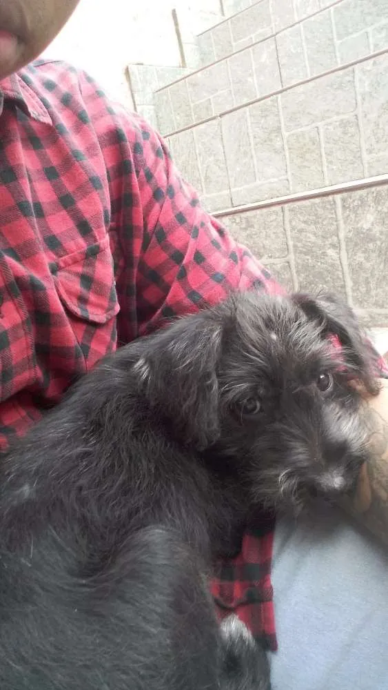 Cachorro ra a Vira lata idade Abaixo de 2 meses nome Bob 