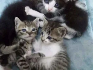 Gato raça Srd idade Abaixo de 2 meses nome Princesa