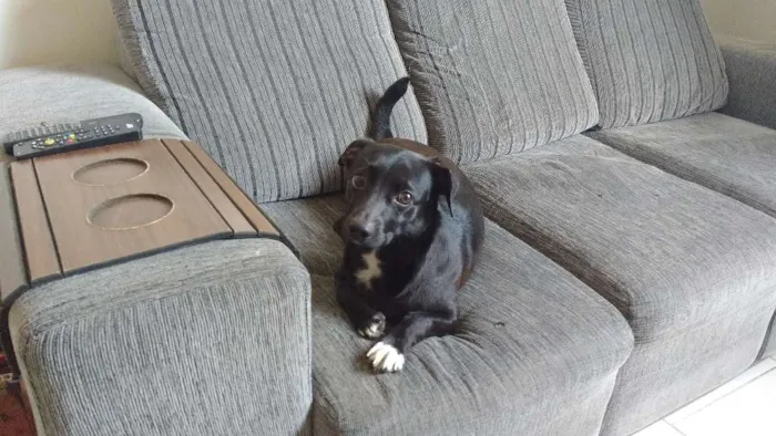 Cachorro raça Mistura de vira lata com Basse idade 2 anos nome Percy