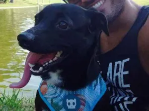 Cachorro raça Mistura de vira lata com Basse idade 2 anos nome Percy