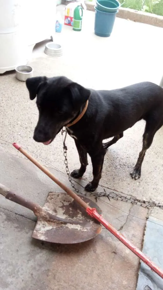 Cachorro ra a Vira lata idade 1 ano nome Doki