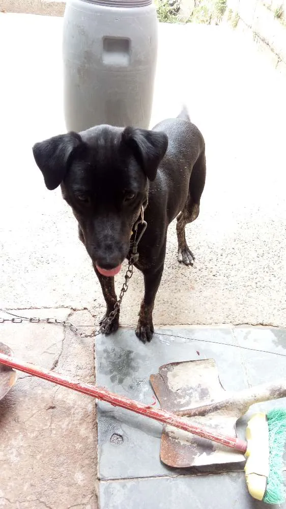 Cachorro ra a Vira lata idade 1 ano nome Doki