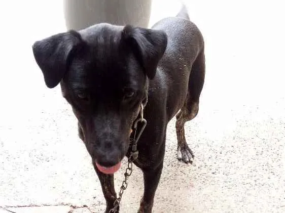 Cachorro ra a Vira lata idade 1 ano nome Doki