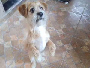 Cachorro raça SRD idade 7 a 11 meses nome Sem nome