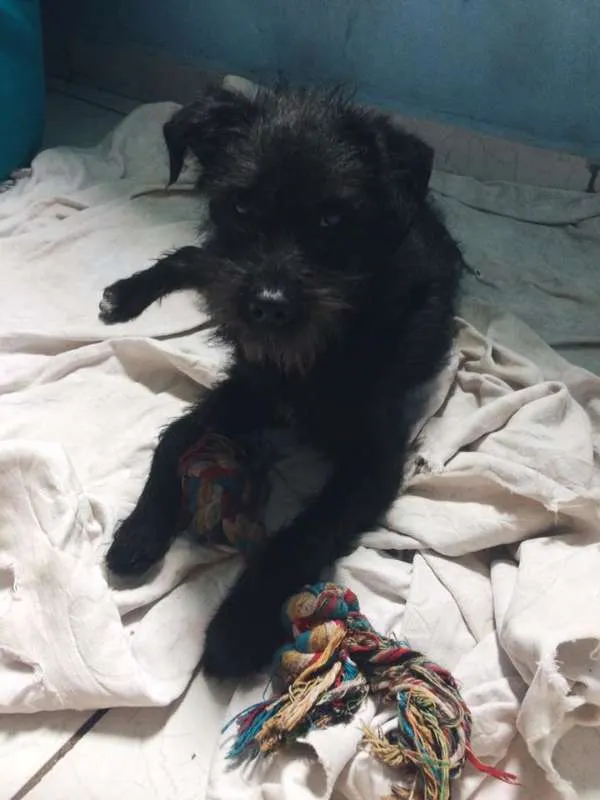 Cachorro ra a SRD idade 2 a 6 meses nome Frederico