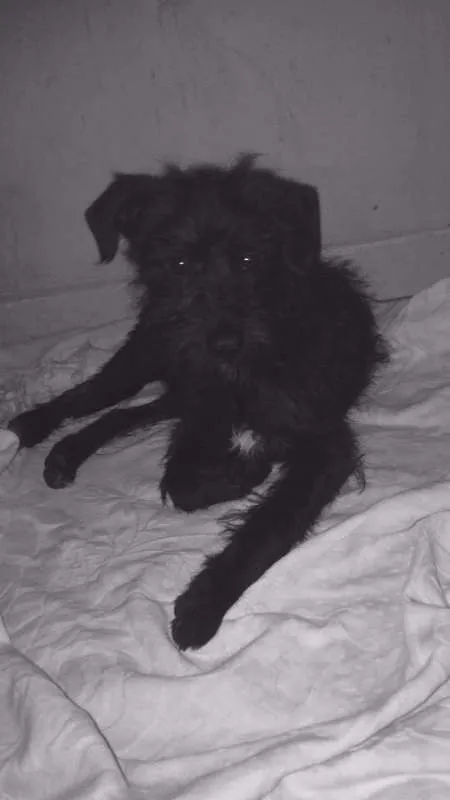 Cachorro ra a SRD idade 2 a 6 meses nome Frederico