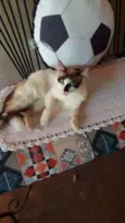 Menina