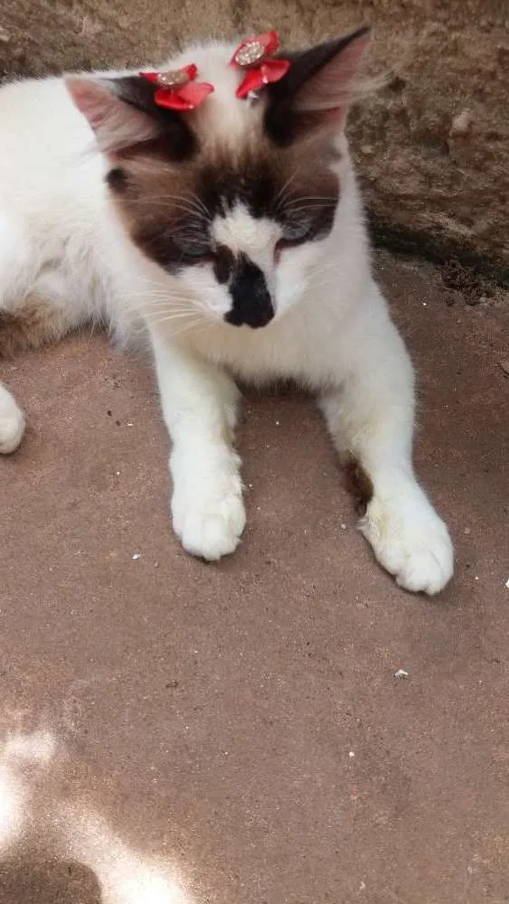 Gato ra a Não definida  idade 2 a 6 meses nome Menina 