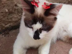 Gato raça Não definida  idade 2 a 6 meses nome Menina 