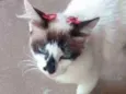 Menina