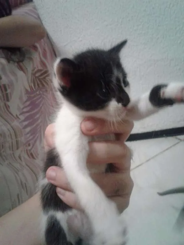 Gato ra a SRD idade Abaixo de 2 meses nome Sebastiana