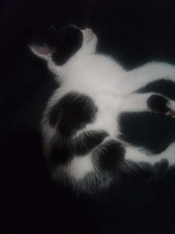 Gato ra a SRD idade Abaixo de 2 meses nome Sebastiana