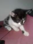 Sebastiana