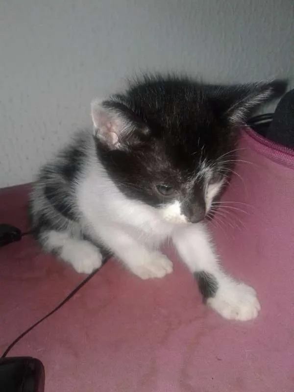 Gato ra a SRD idade Abaixo de 2 meses nome Sebastiana