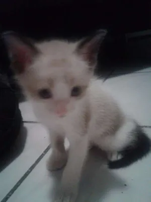 Gato raça SRD idade Abaixo de 2 meses nome Amélie