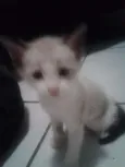 Amélie