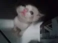 Amélie