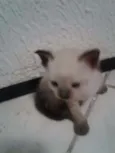 Lila