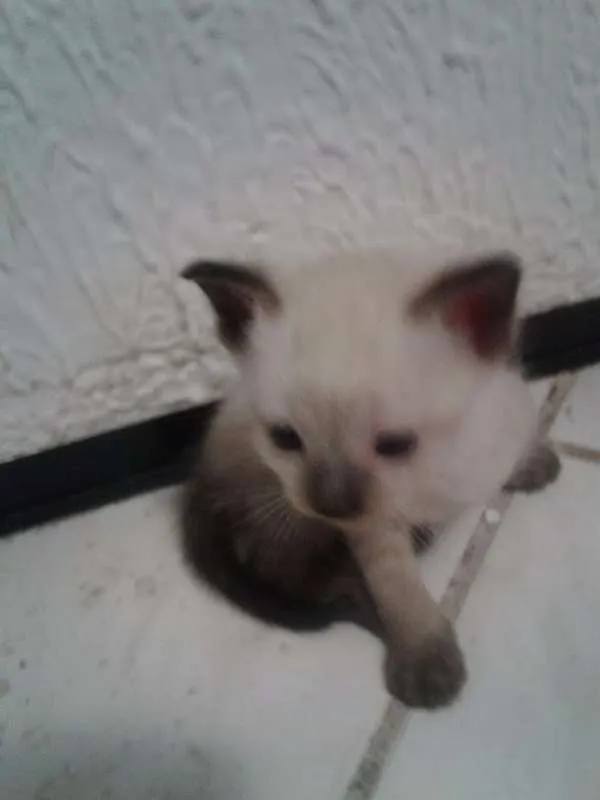 Gato ra a Siamês idade Abaixo de 2 meses nome Lila