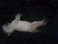 Lila