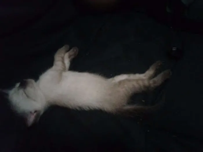 Gato ra a Siamês idade Abaixo de 2 meses nome Lila