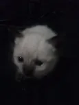 Lila