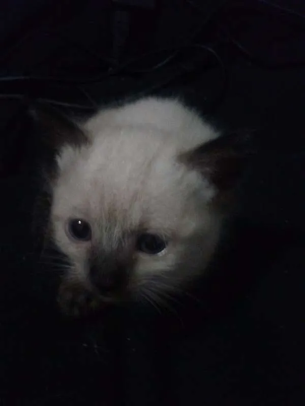 Gato ra a Siamês idade Abaixo de 2 meses nome Lila