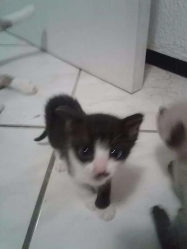 Gato ra a SRD idade Abaixo de 2 meses nome Safira