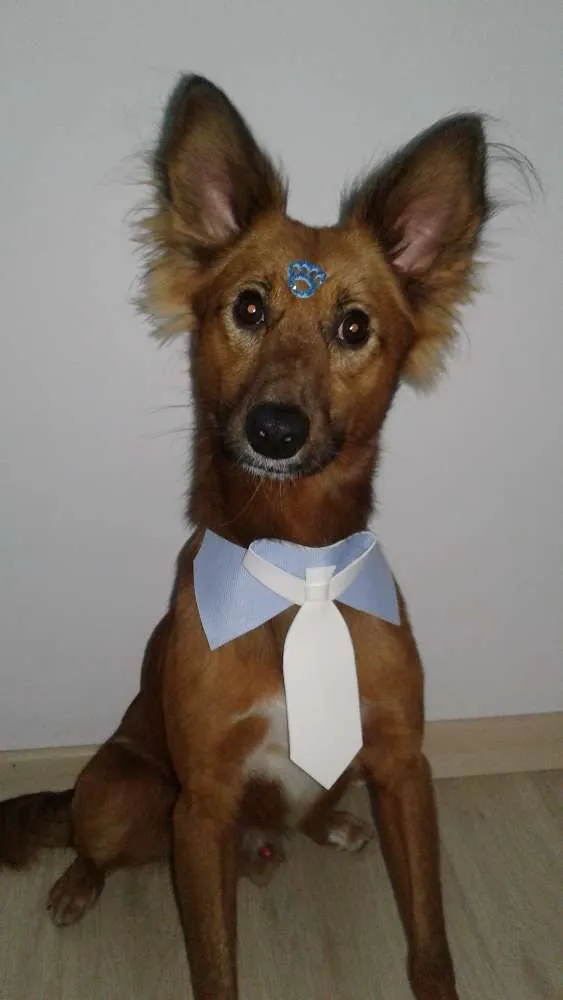 Cachorro ra a SRD  idade 2 anos nome Logan 