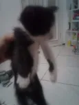 Safira