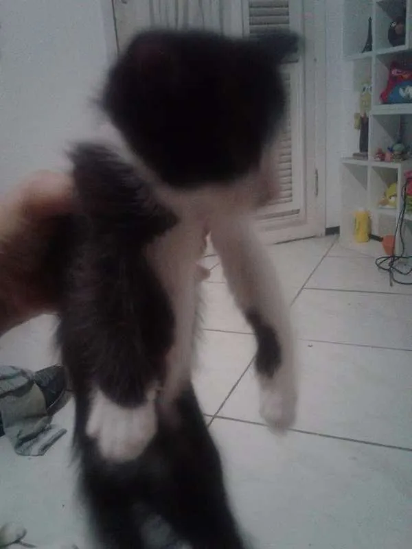 Gato ra a SRD idade Abaixo de 2 meses nome Safira