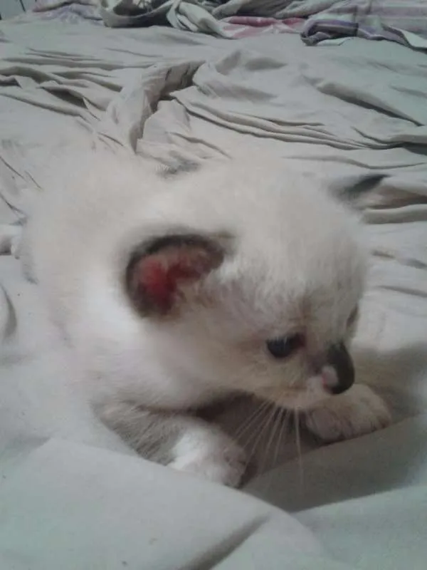 Gato ra a Siamês idade Abaixo de 2 meses nome Mia