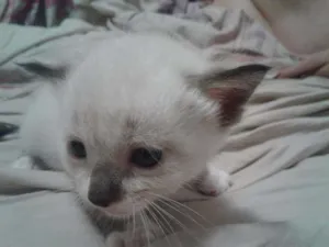 Gato raça Siamês idade Abaixo de 2 meses nome Mia