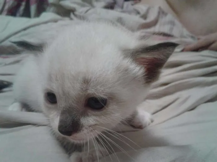 Gato ra a Siamês idade Abaixo de 2 meses nome Mia