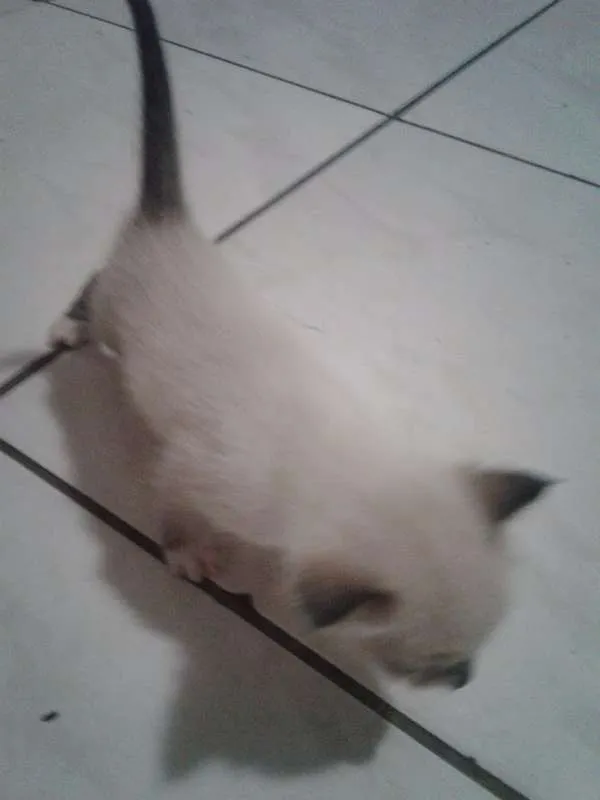Gato ra a Siamês idade Abaixo de 2 meses nome Mia
