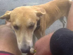 Cachorro raça SRD idade  nome lili