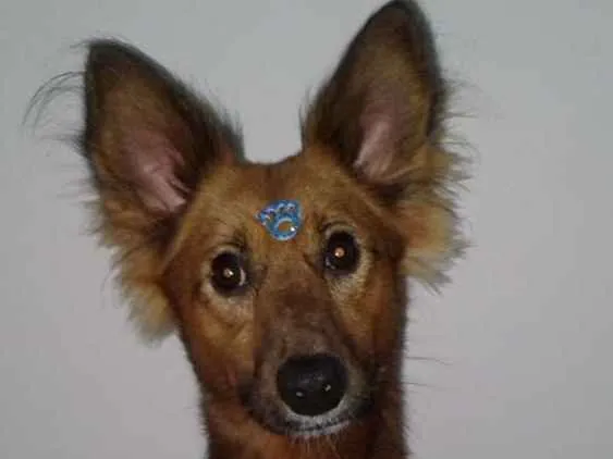 Cachorro ra a SRD  idade 2 anos nome Logan 