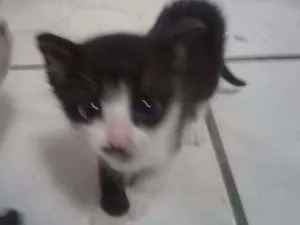 Gato raça SRD idade Abaixo de 2 meses nome Safira